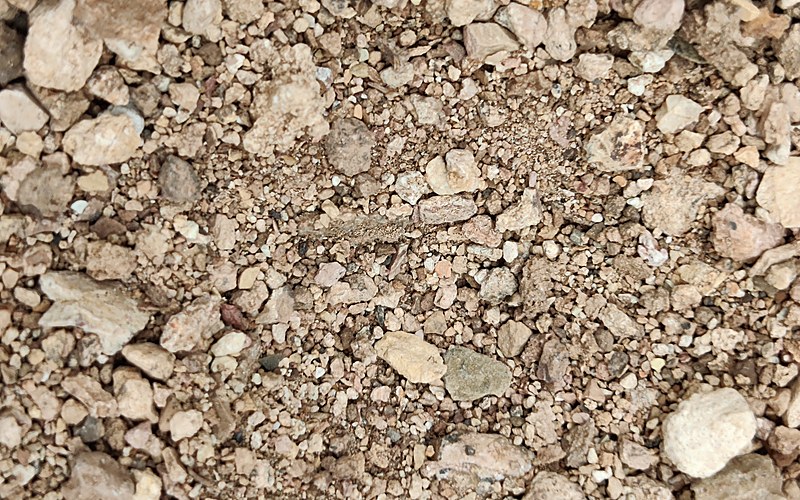 Phosphate rock — bulk sample grade C